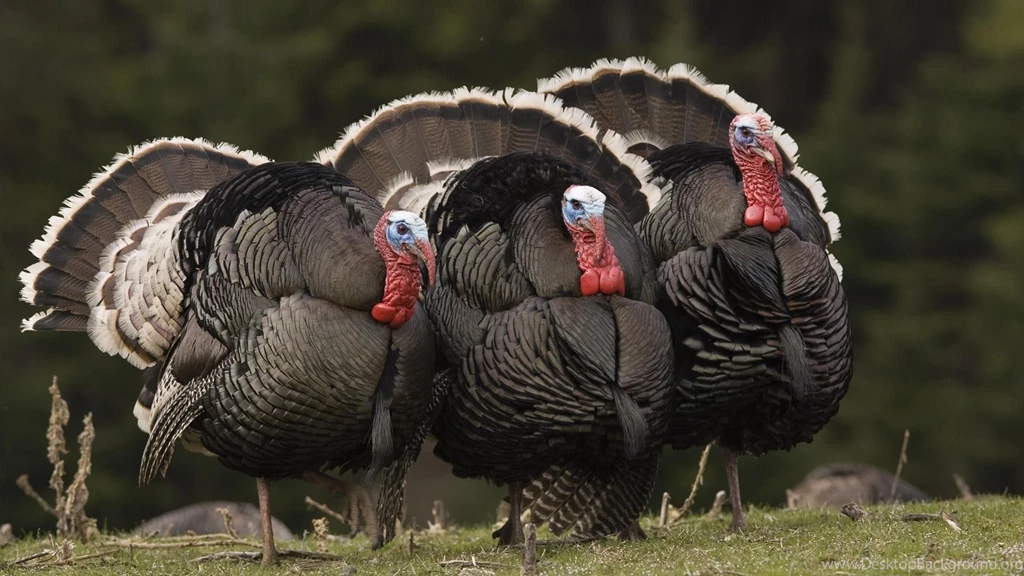 Turkey Bird Wallpapers