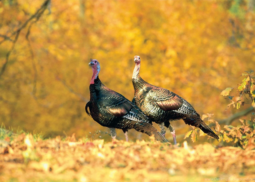 Two Wild Turkeys Among The Autumn Leaves   Wild Turkeys Wallpapers