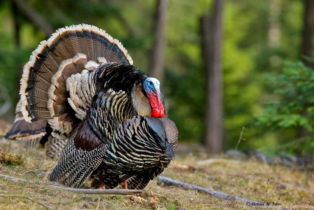 Turkey And Eagle S Quotes. QuotesGram