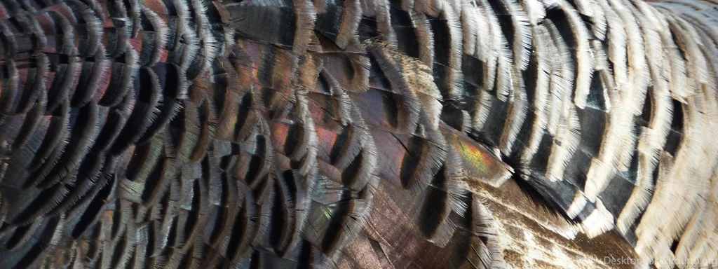 MLeWallpapers.com Wild Turkey Feathers I