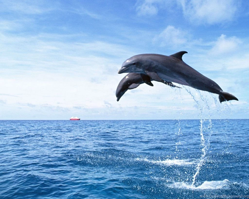 Dolphin Wallpapers   HD Wallpapers Pretty