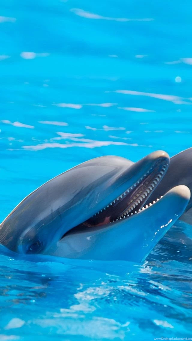 Cute Dolphins.jpg