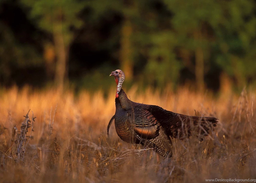 Wild Turkey Hunting Wallpapers WeSharePics