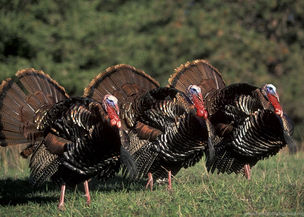 Turkey Hunting Blogs