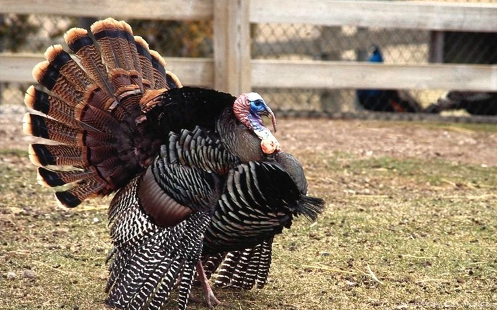 Wild Turkey Wallpapers Photo.