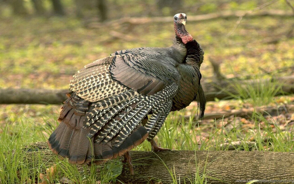 Wild Turkey In Its Natural Habitat Wallpapers Photo.