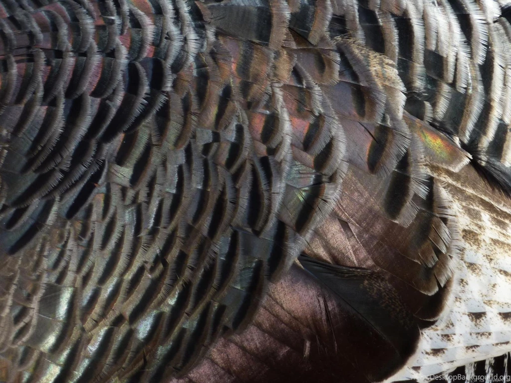 MLeWallpapers.com Wild Turkey Feathers I