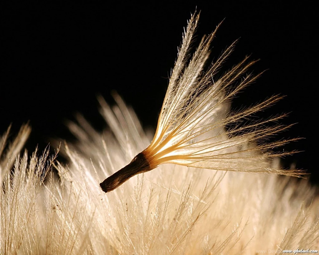 Hd High Quality Wallpapers Desktop Backgrounds