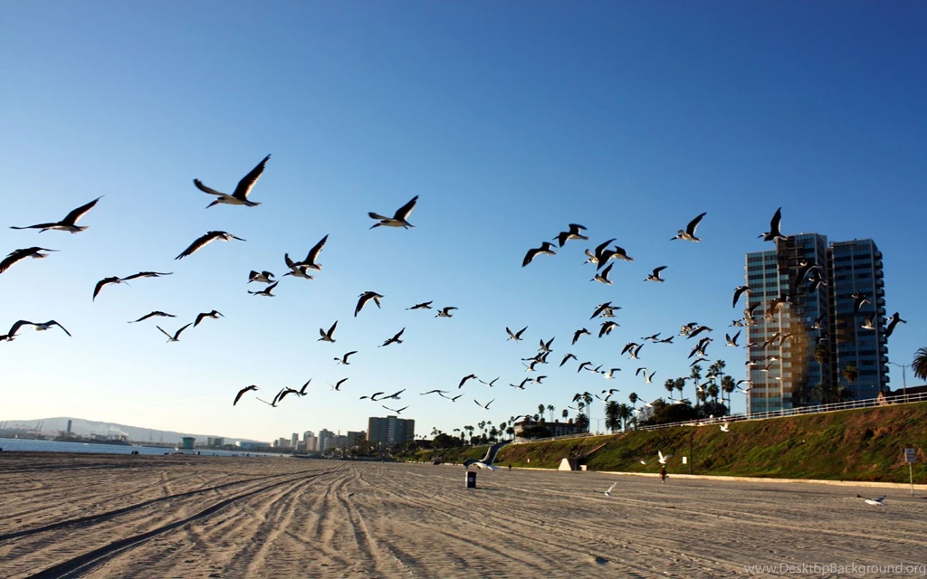 Long_beach_california_birds__california__united_states.jpg