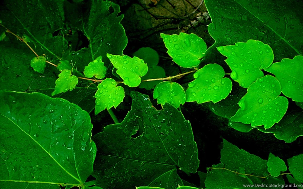 High Quality Photo Desktop Backgrounds