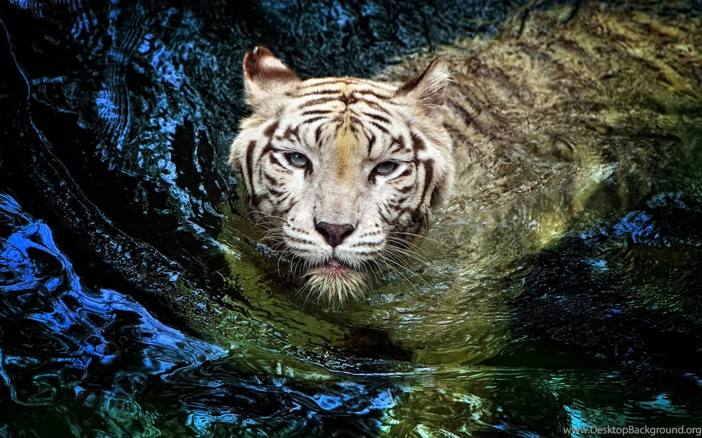 Tiger 3D High Quality Wallpapers 6603   Amazing Wallpaperz