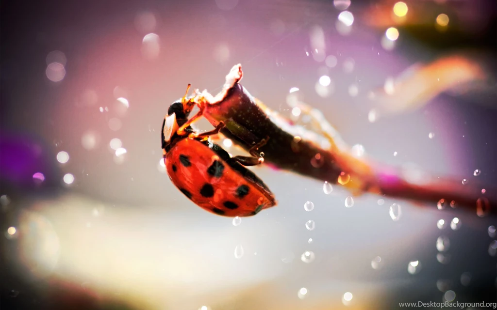 Ladybug Macro In Rain Backgrounds Desktop Wallpapers By Chococruise ...