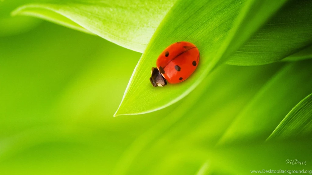 Just one ladybug hd wallpaper.jpg