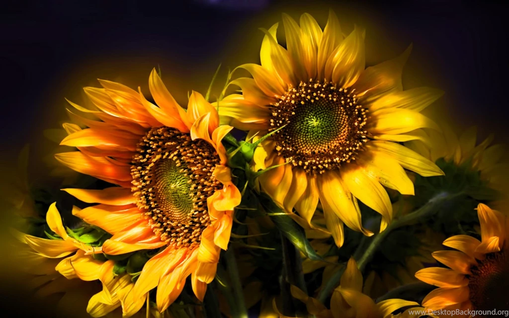 258 Sunflower HD Wallpapers
