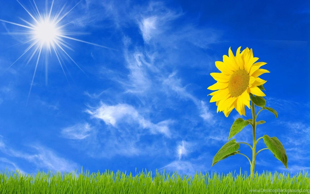 Sunflower Wallpapers 7 Best Wallpapers Collection