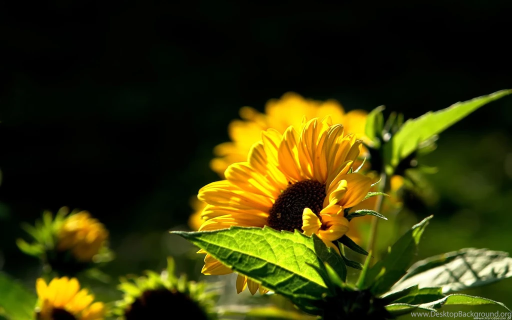 Sunflower Wallpapers 192679
