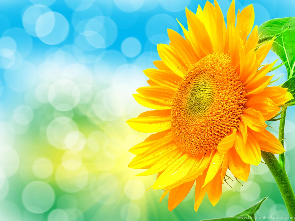 Sunflower (