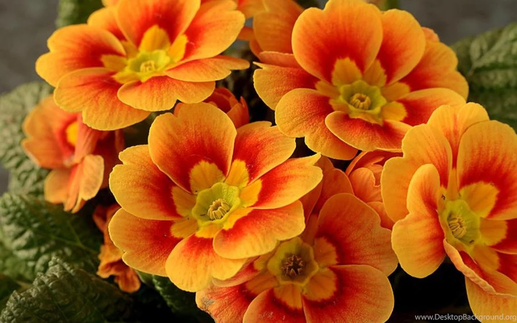 Cool Orange Flower Wallpapers