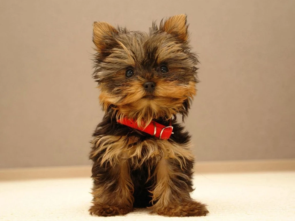 Gallery For   Cute Yorkshire Terrier Puppies Wallpapers