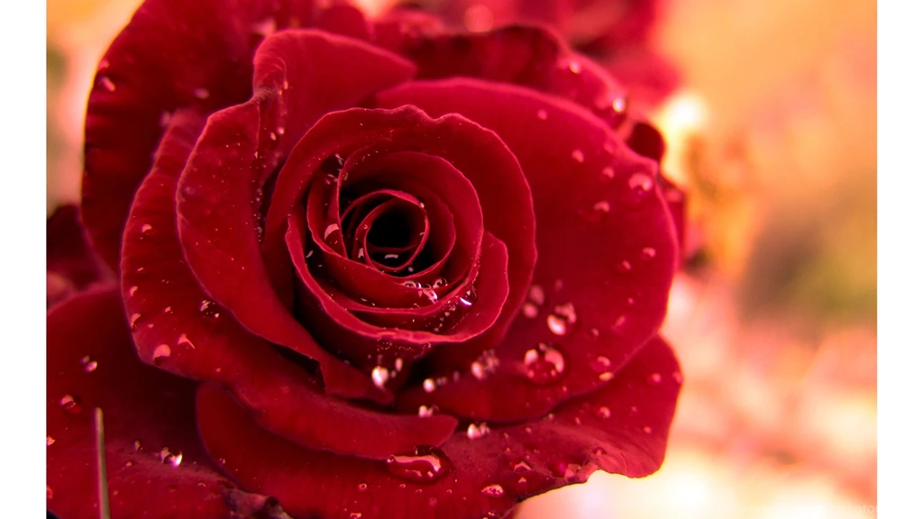 Single Red Roses 4K Wallpapers