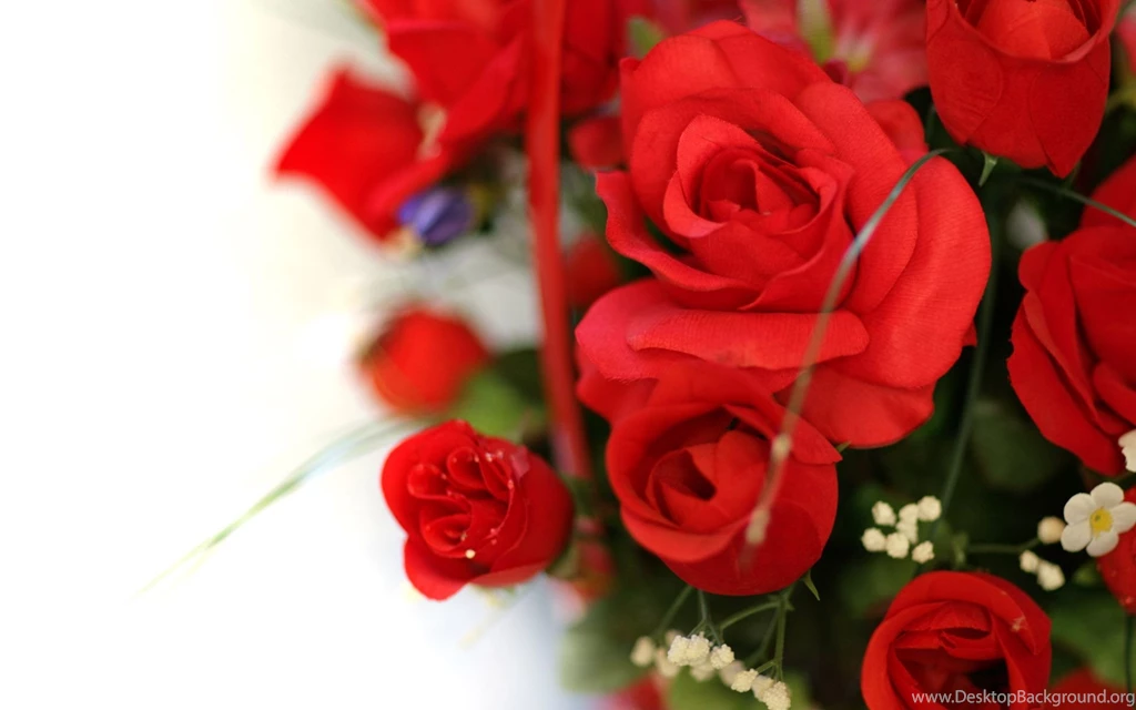 Pictures Of Flowers Roses And Wallpapers Download