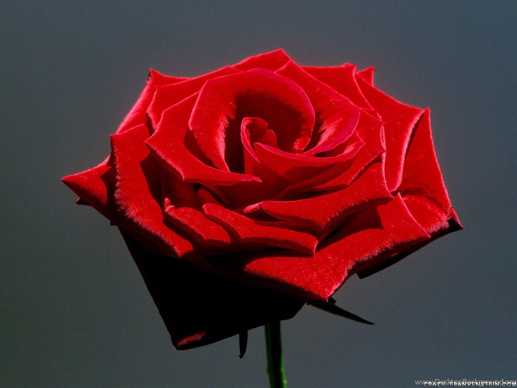 Roses   Flower Wallpapers   Page 2   Crazy Frankenstein