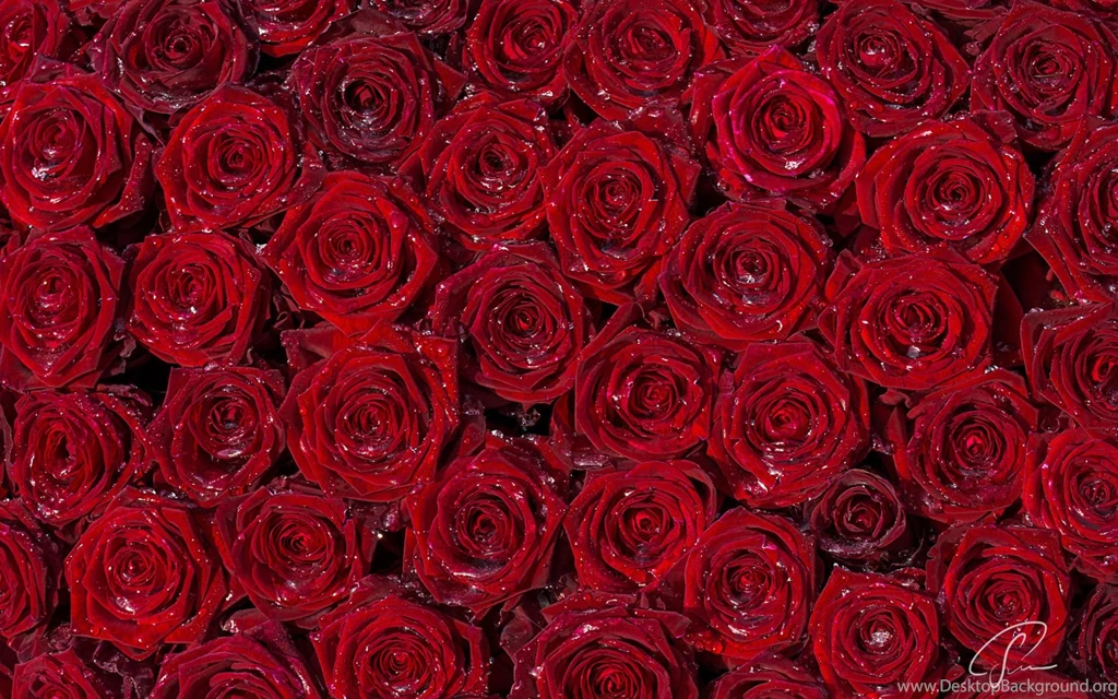 Nice Wide Red Rose Wallpaper.