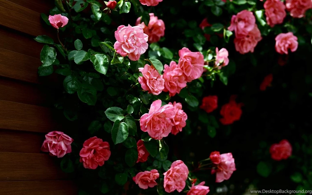 Cool Flower HQ Desktop Wallpapers