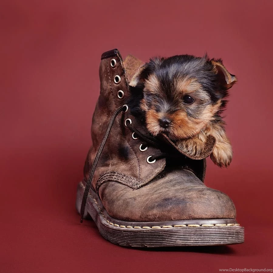 Yorkshire terrier puppies pictures images 44 The Dog Wallpapers ...