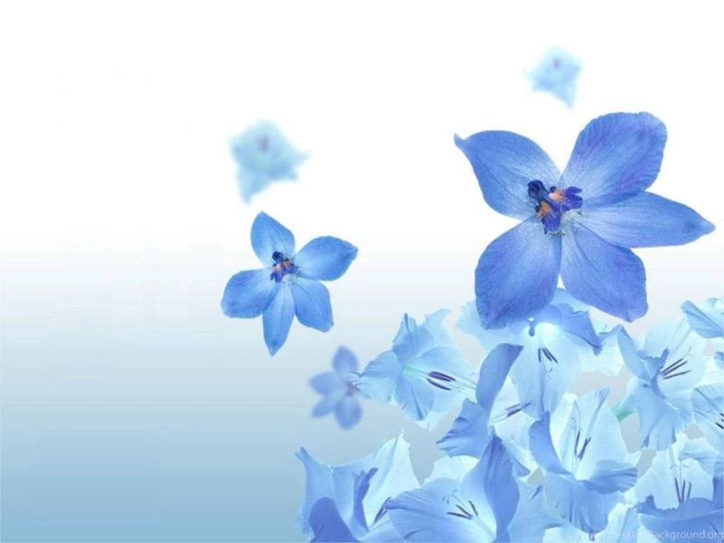 Flower S Wallpapers