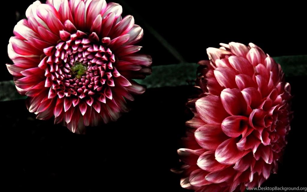Dahlia Flower HD Wallpapers
