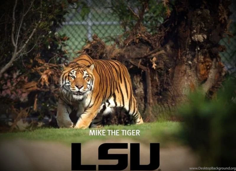 Useful LSU Mike The Tiger Wallpaper, Background, Picture For ...