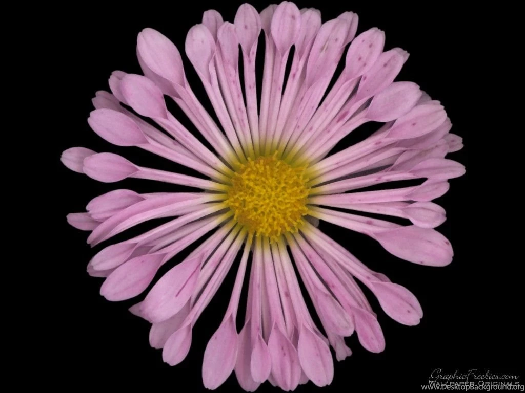 Flower Power   Flowers Wallpapers (247559)   Fanpop