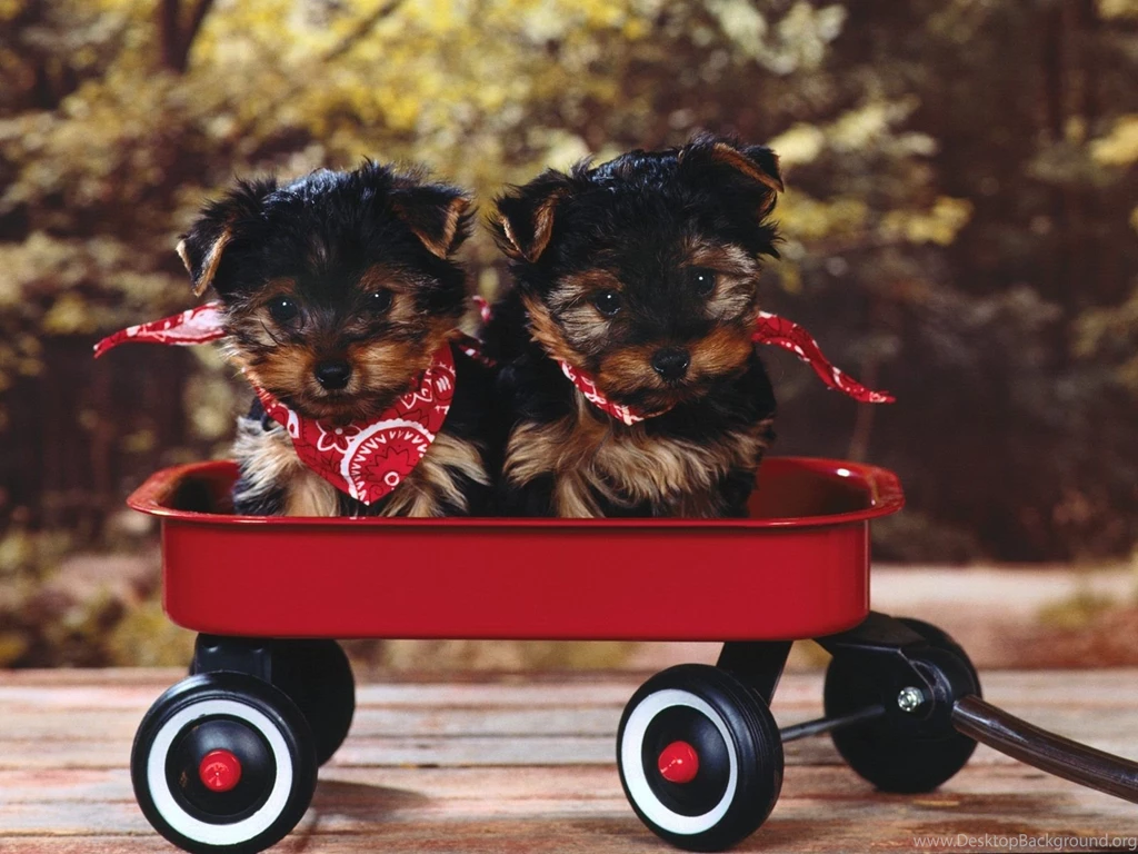 Dogs: Wagon Trail Red Yorkie Poo Yorkies Puppies Radio Flyers Free ...