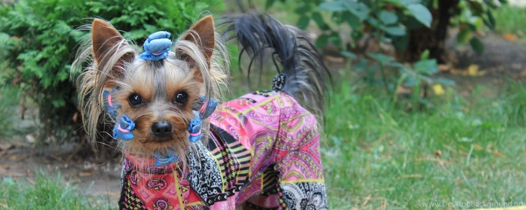 Download Wallpapers 2560x1024 Yorkshire Terrier, Costume, Dog ...