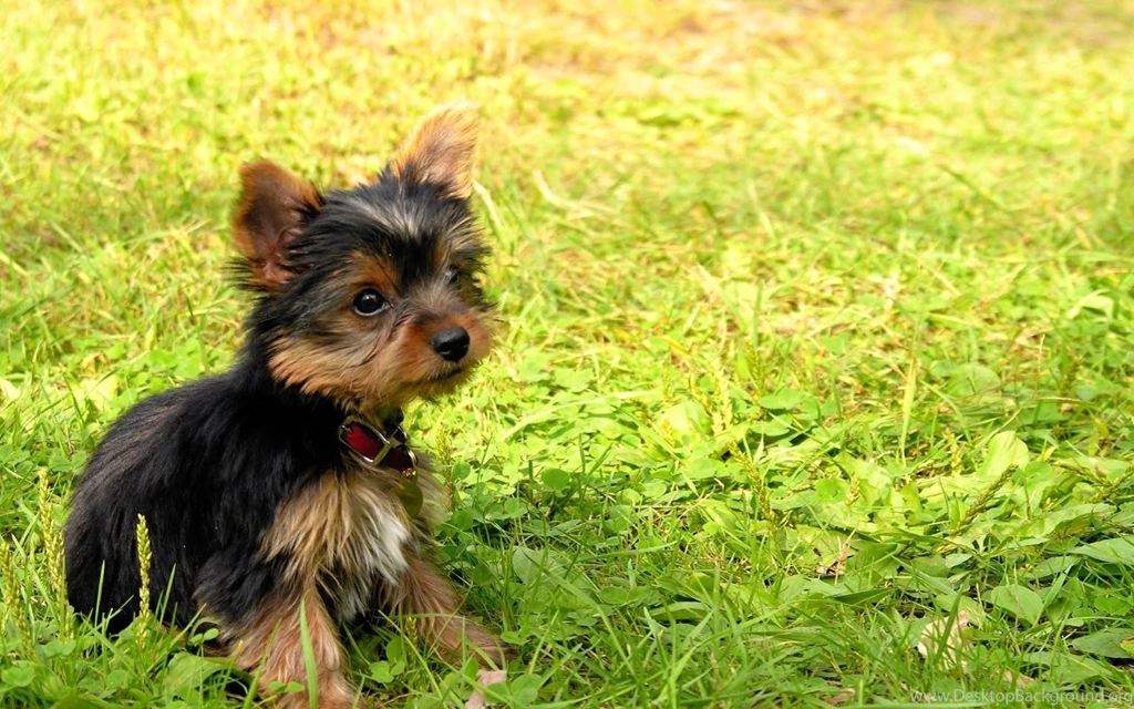 Yorkshire Terrier Puppy Baby Dog Grass