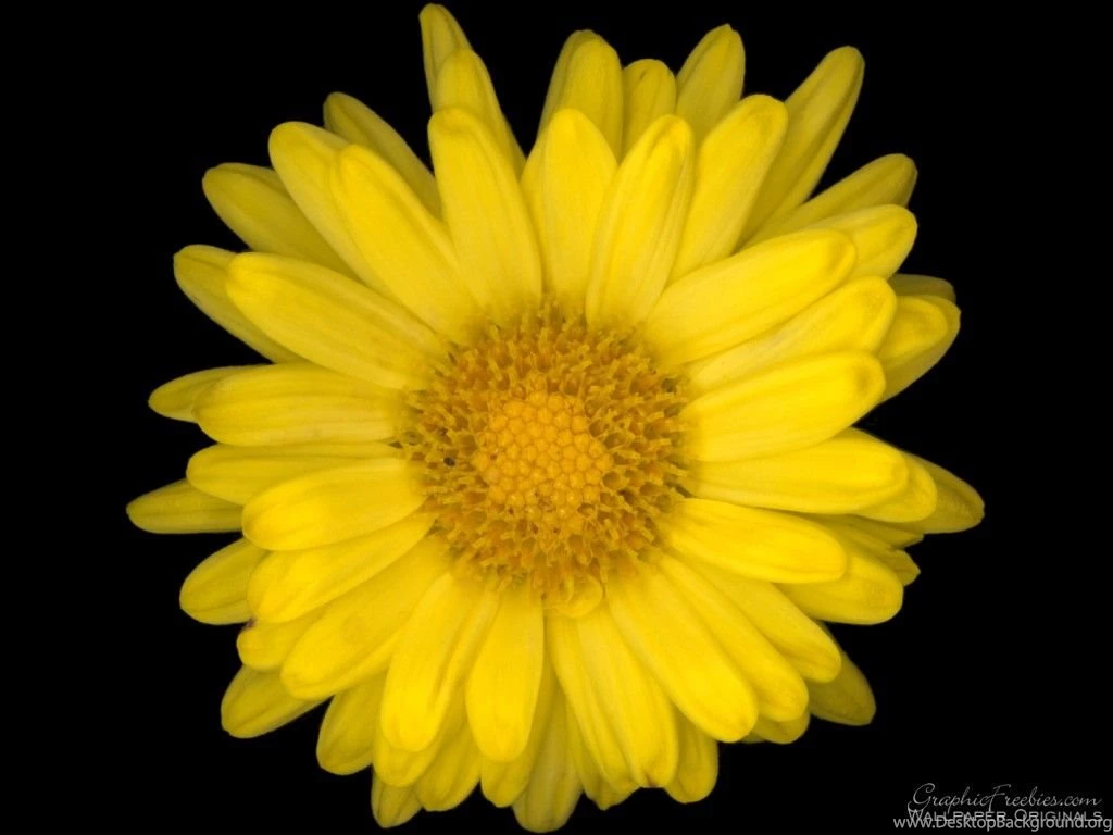 Flower Power Flowers Wallpapers (247555) Fanpop