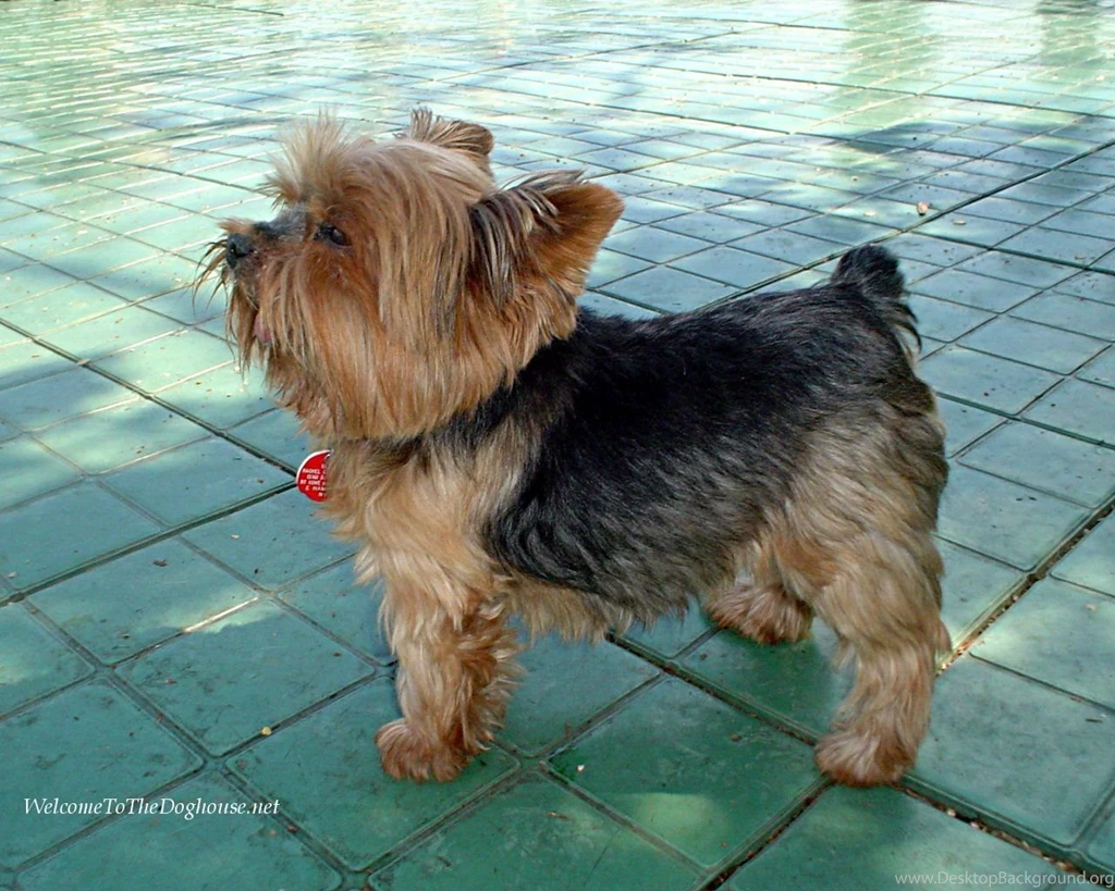 Breeds Of Yorkshire Terrier   The Dog Wallpapers   Best The Dog ...