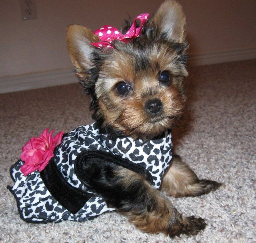 Teacup Yorkie Poo