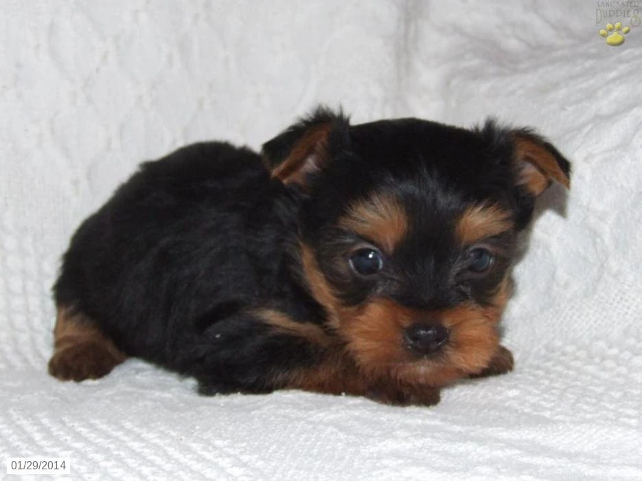 Yorkshire Terrier Puppies For Sale 12 Cool Wallpapers ...