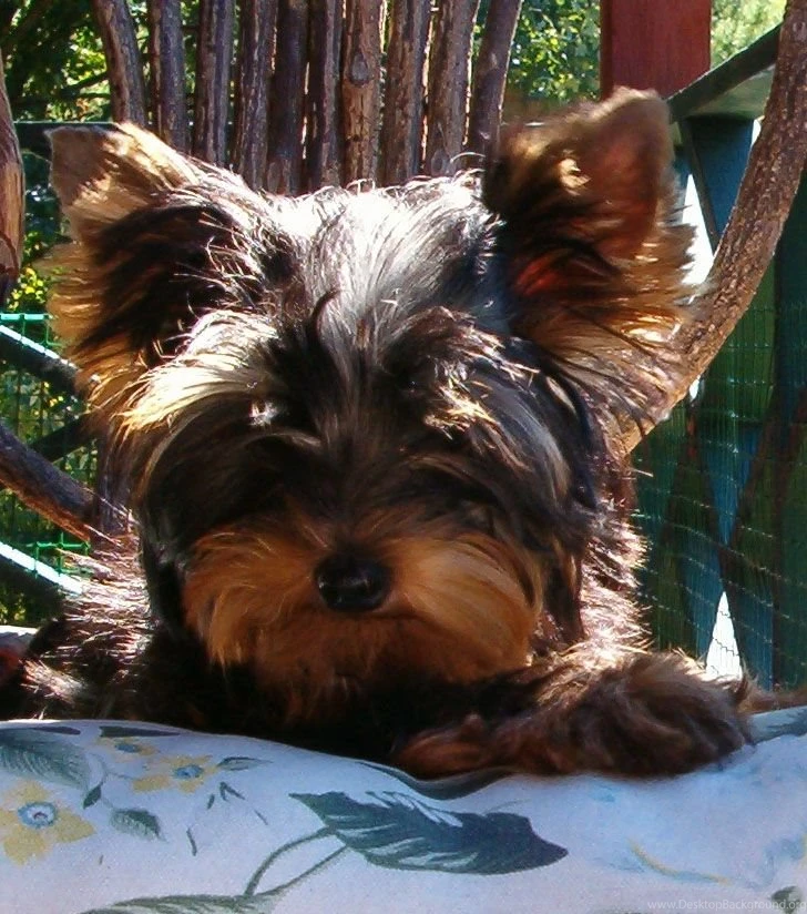 Yorkshire Terrier Pups   The Dog Wallpapers   Best The Dog Wallpapers