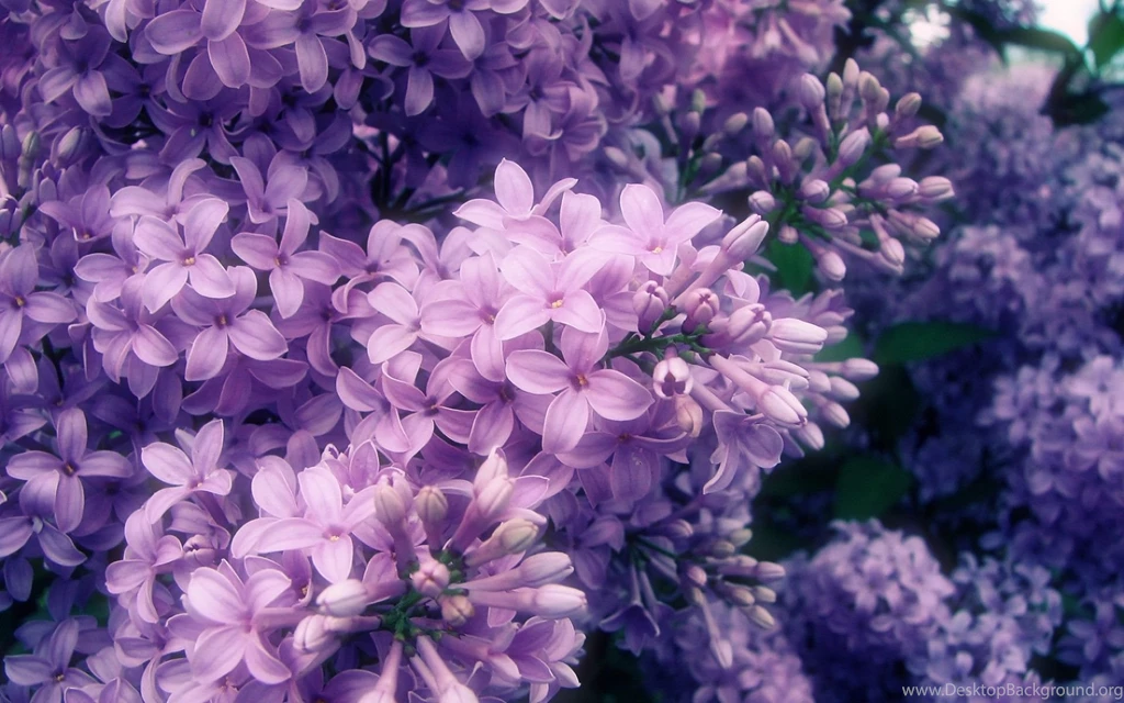 Purple Flowers Desktop Wallpaper, Purple Flower Images, New Wallpapers