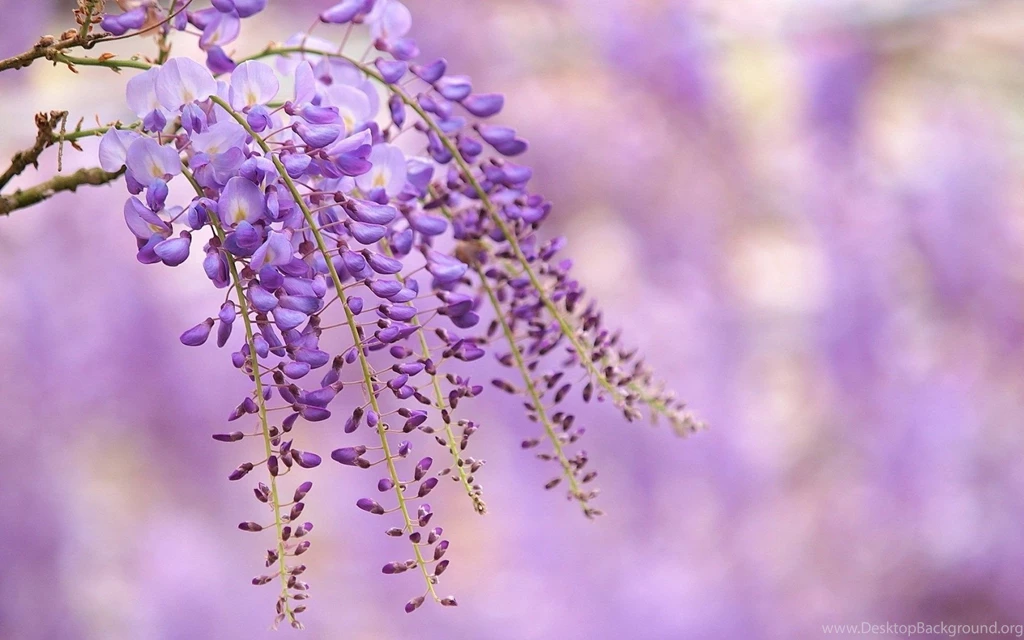 Wisteria HD Wallpaper, Wisteria Flower Images, New Wallpapers