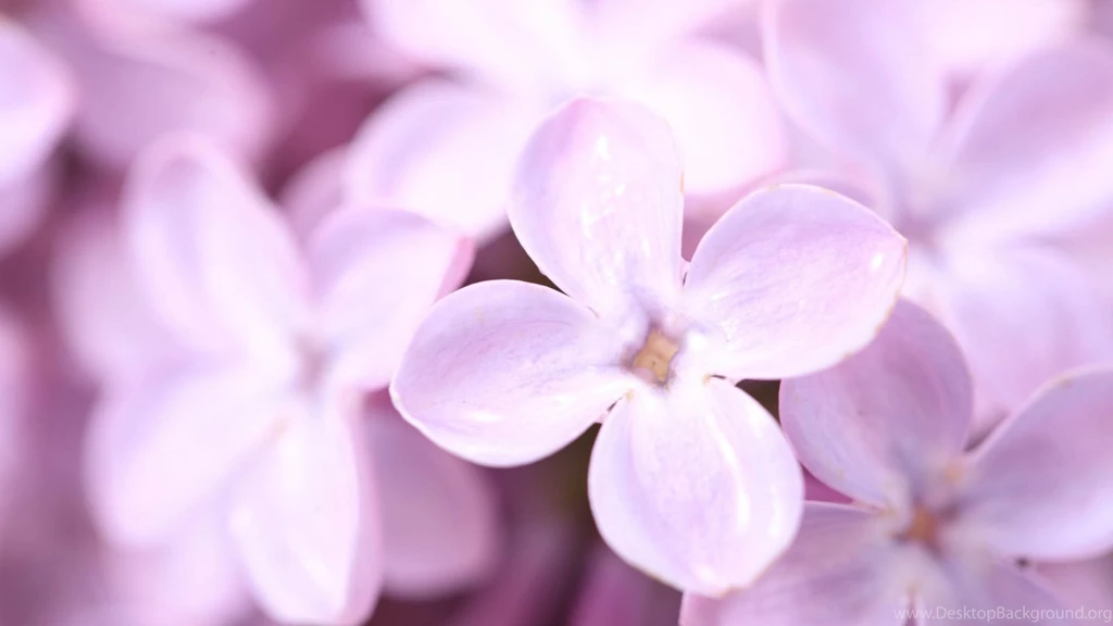 Mac iMac 27 Lilac Wallpapers HD, Desktop Backgrounds 2560x1440