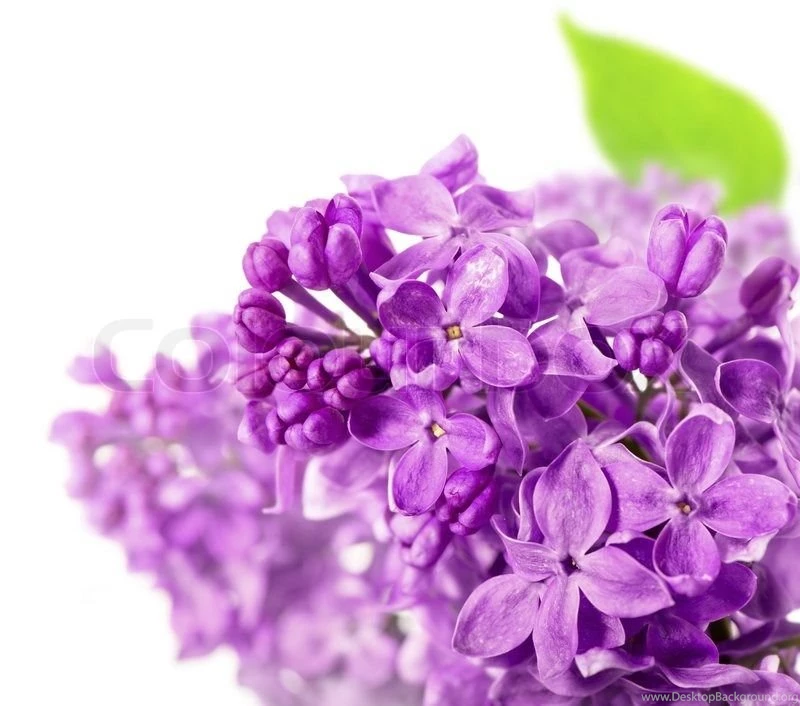 Spring Lilac Flowers On White Backgrounds Stock Photo