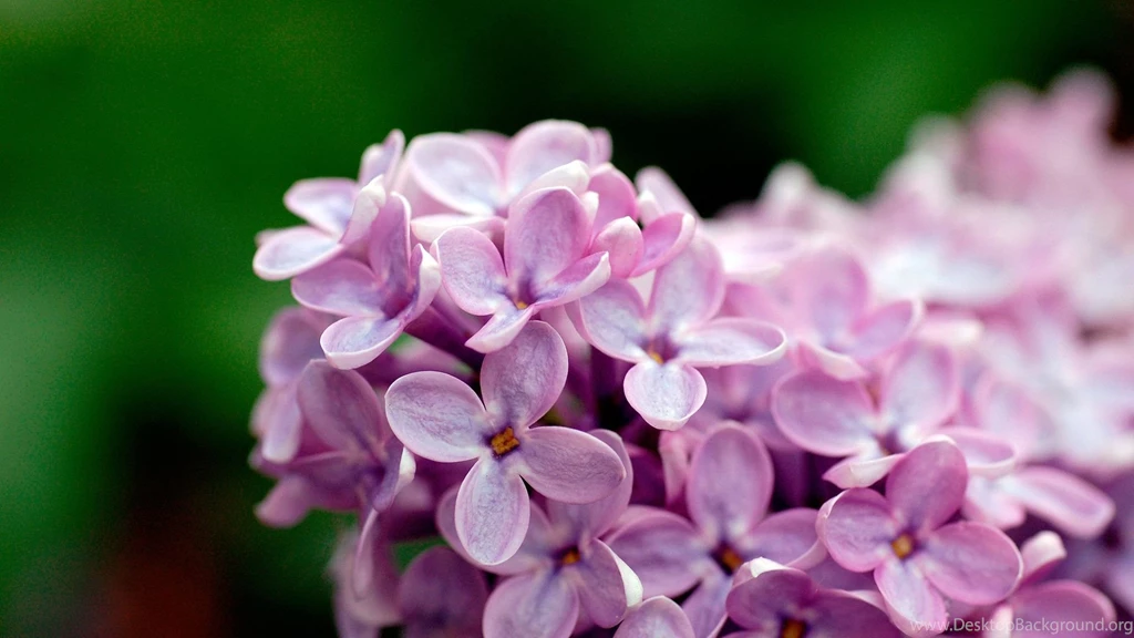 Lilac Flowers Picture And Images Download