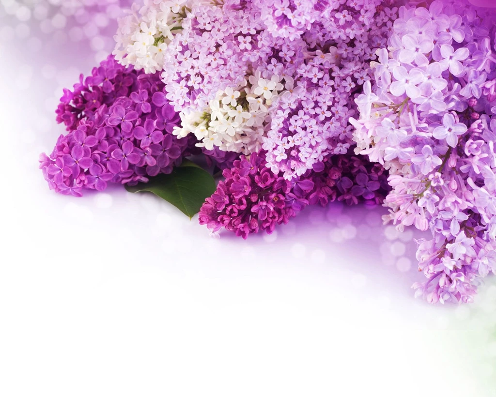 Flowers Purple Lilac Free High Quality Backgrounds Pictures