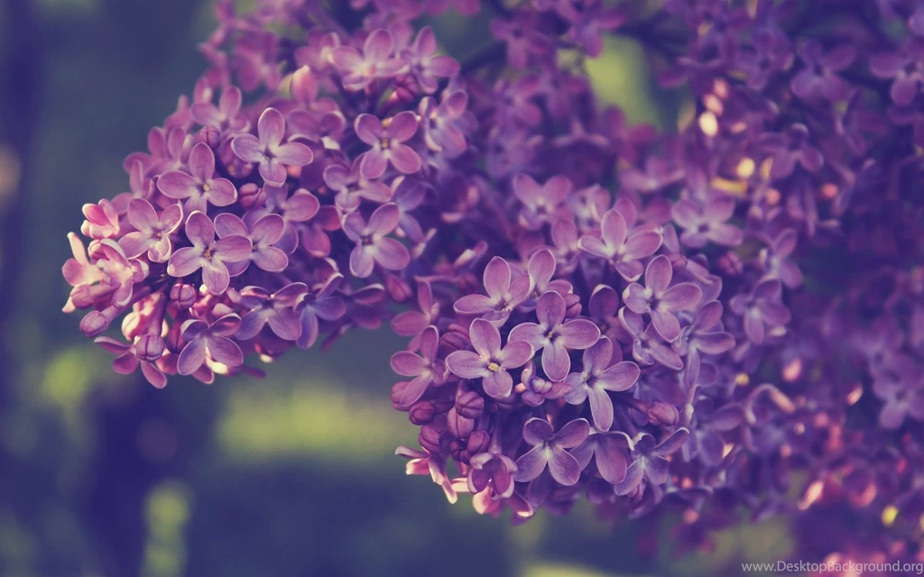 Lilac Desktop Wallpapers HD Wallpaper Backgrounds Of Your Choice