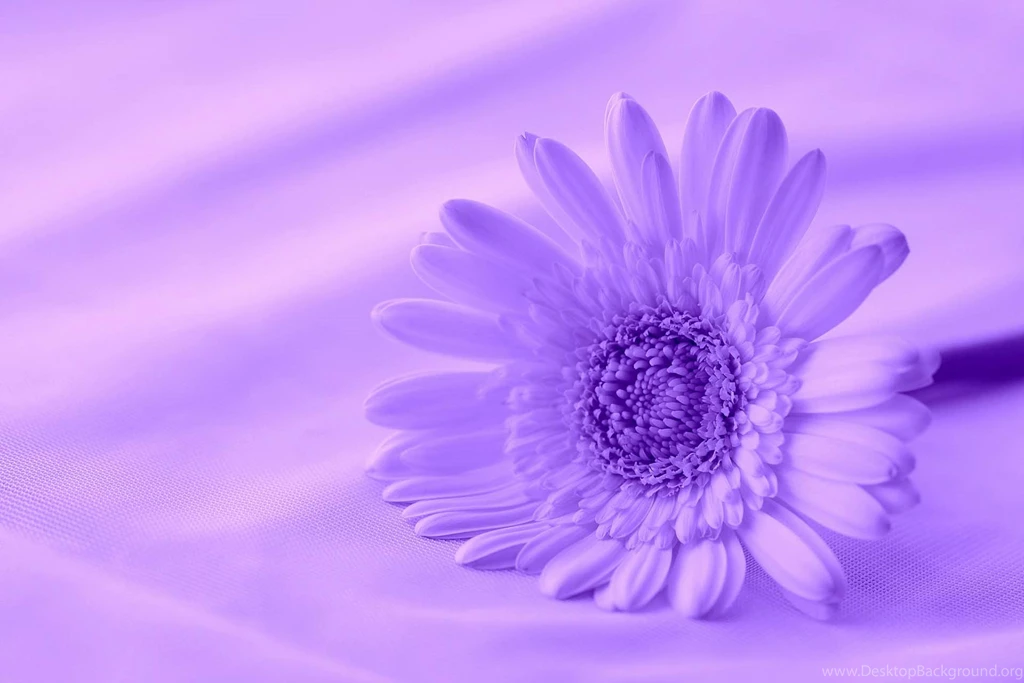 Blue flower.jpg
