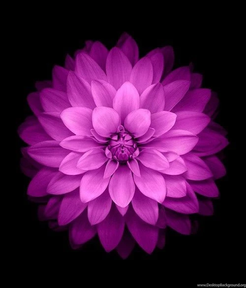 Download The Iconic iPhone 6 Wallpapers And Other IOS 8 GM ...